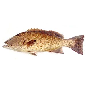 Grouper