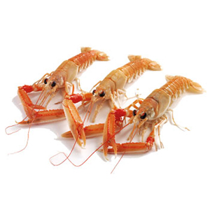 Langoustines