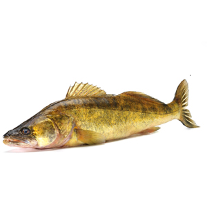 Snoekbaars