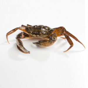 Strandkrab Oosterschelde