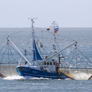 Visduo Rode Poon/Zalmforel met huid porties